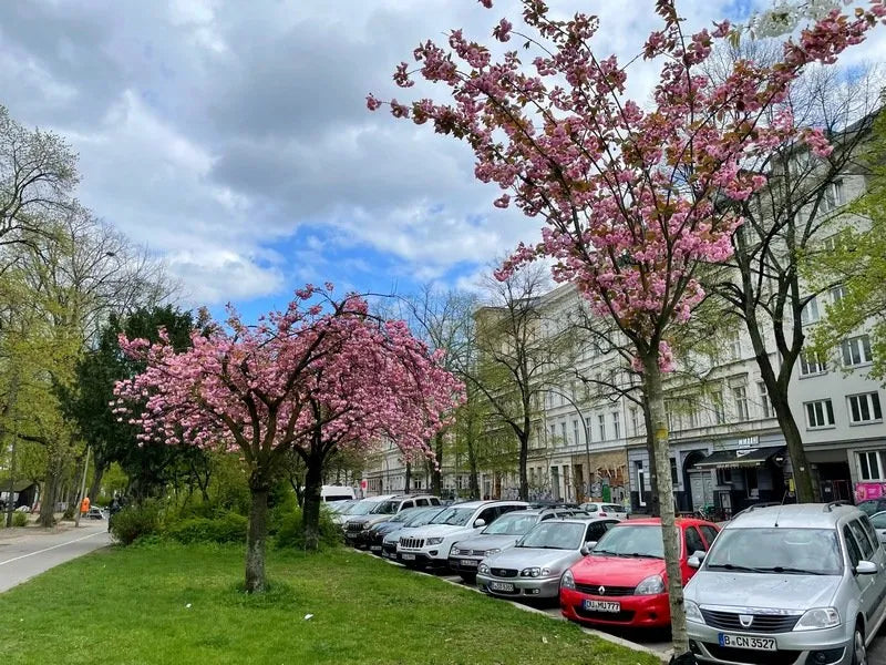 Squat man in tweed photographs tree in throes of spring explosion. Berlin, circa 2004